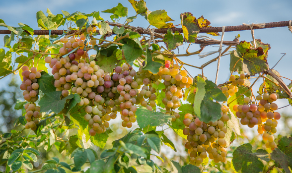 Las mejores rutas del vino en Chile